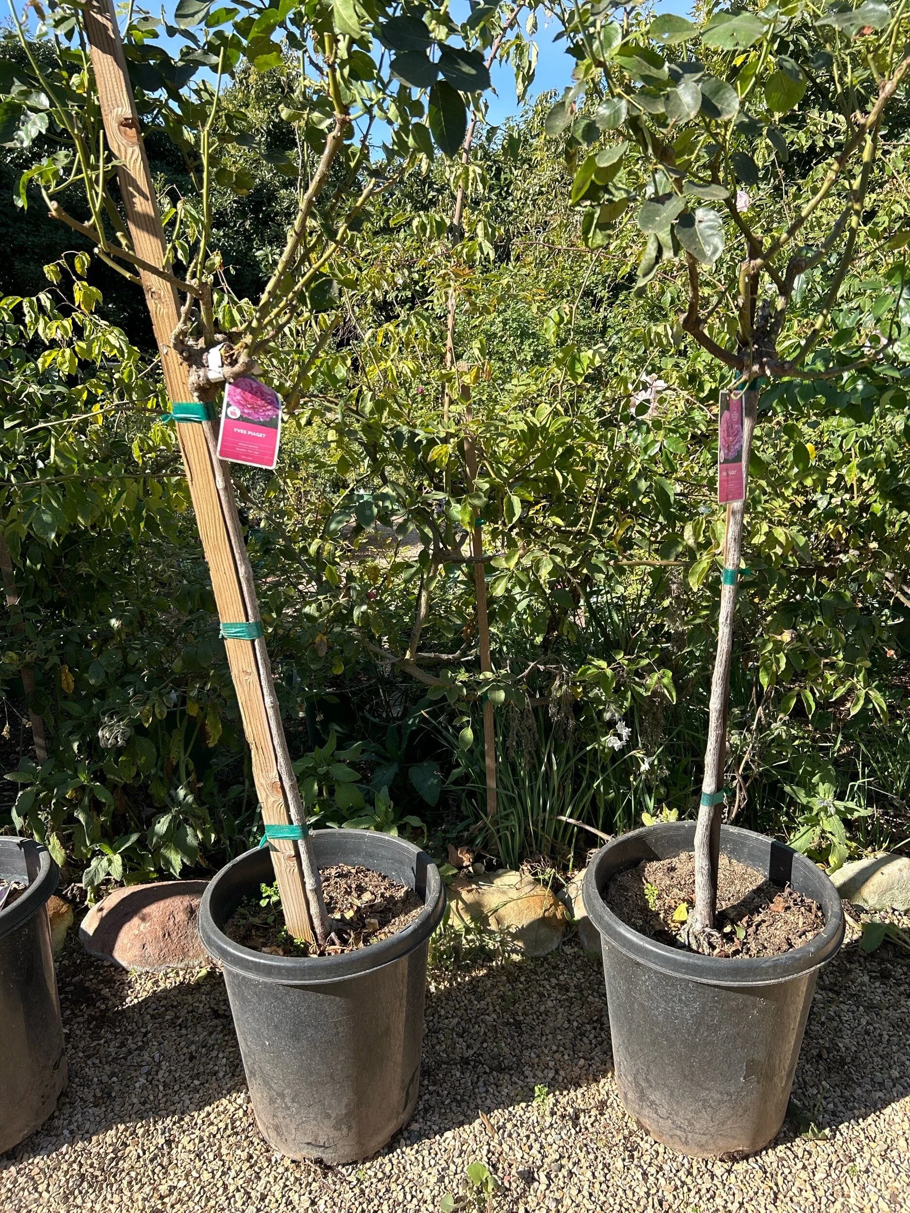 2401626B-F855-411E-9404-F0DEED8F8720