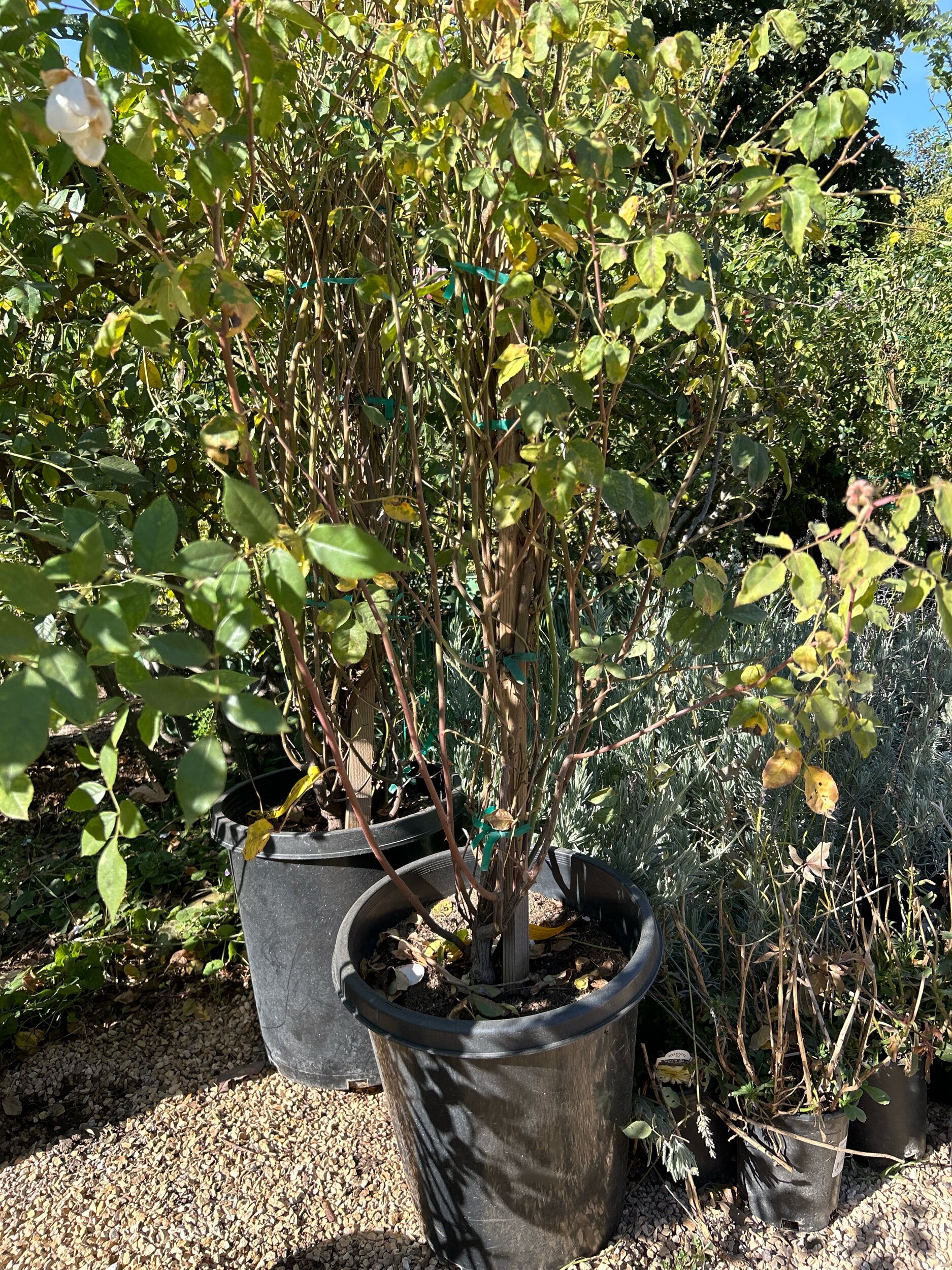 ABDC51E7-43BB-4983-95BE-C3061B392B7D