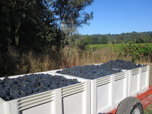 harvest 2010e.jpg