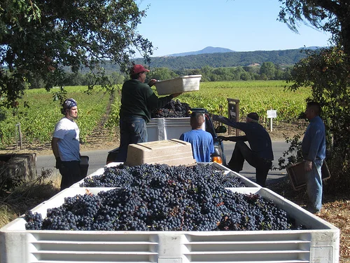 harvest 2010d.jpg