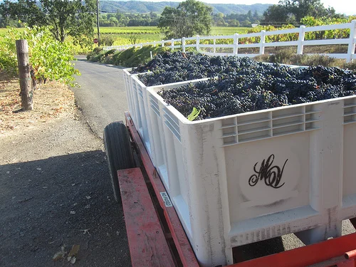 harvest 2010c.jpg