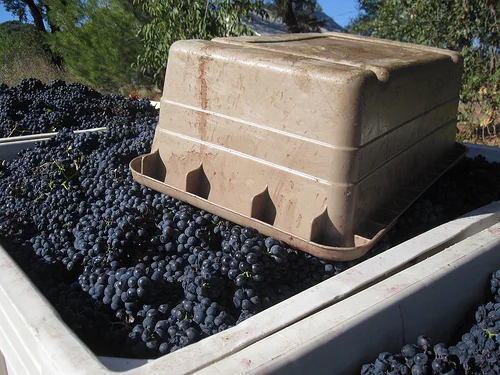 harvest 2010b.jpg