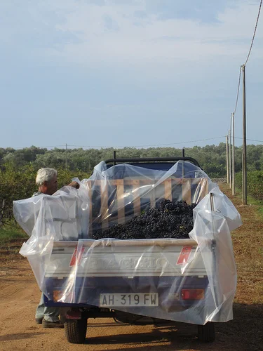 italy wine 2.jpg