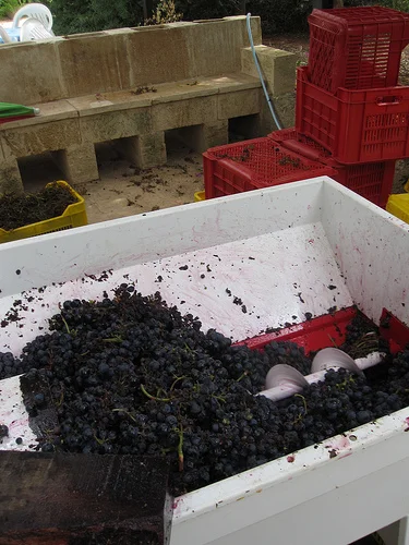 italy wine 6.jpg