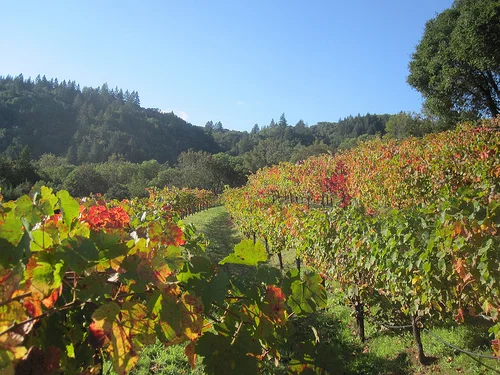 uphill at rafanelli.jpg