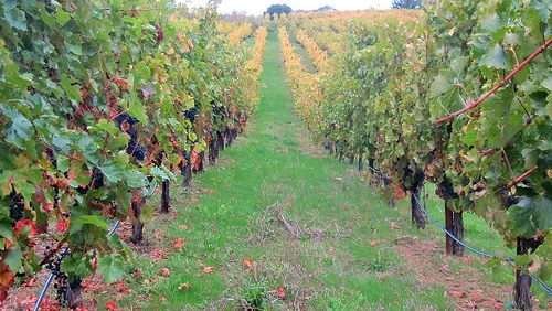 row of cabernet rafanelli.jpg