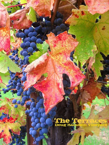 cabernet d rafanelli.jpg