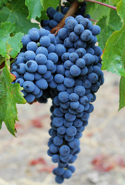 Mill Creek Rd. Cabernet Sauvignon Cluster