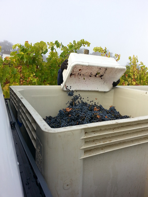 David empties grape tray