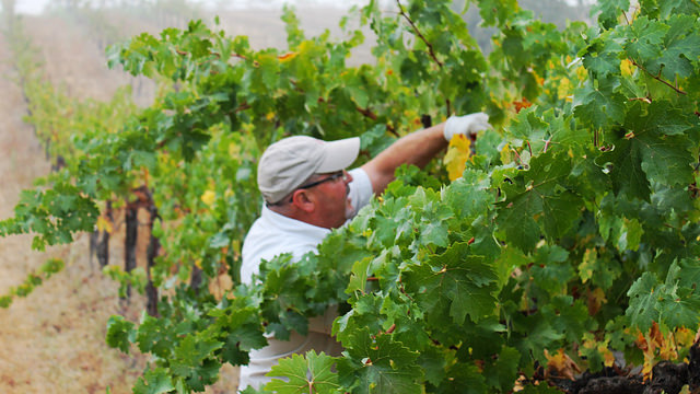 TL picking Cabernet