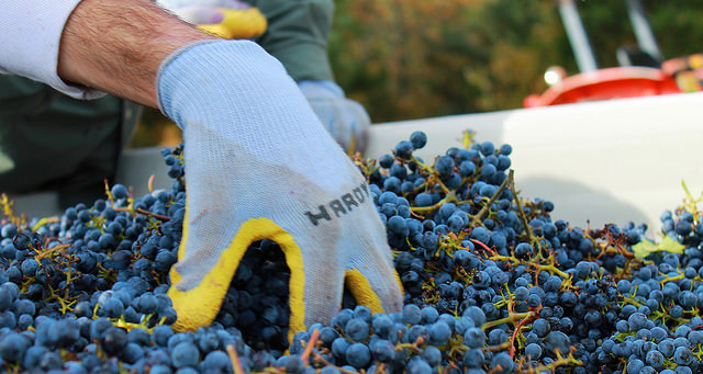 Sorting Cabernet