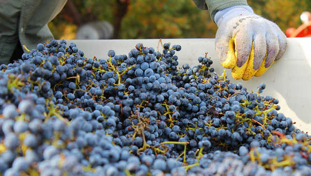 Cabernet Sauvignon in bin