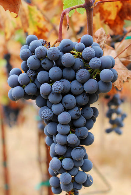 Zinfandel Cluster