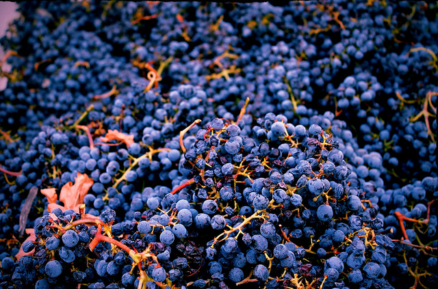 Cabernet Close up