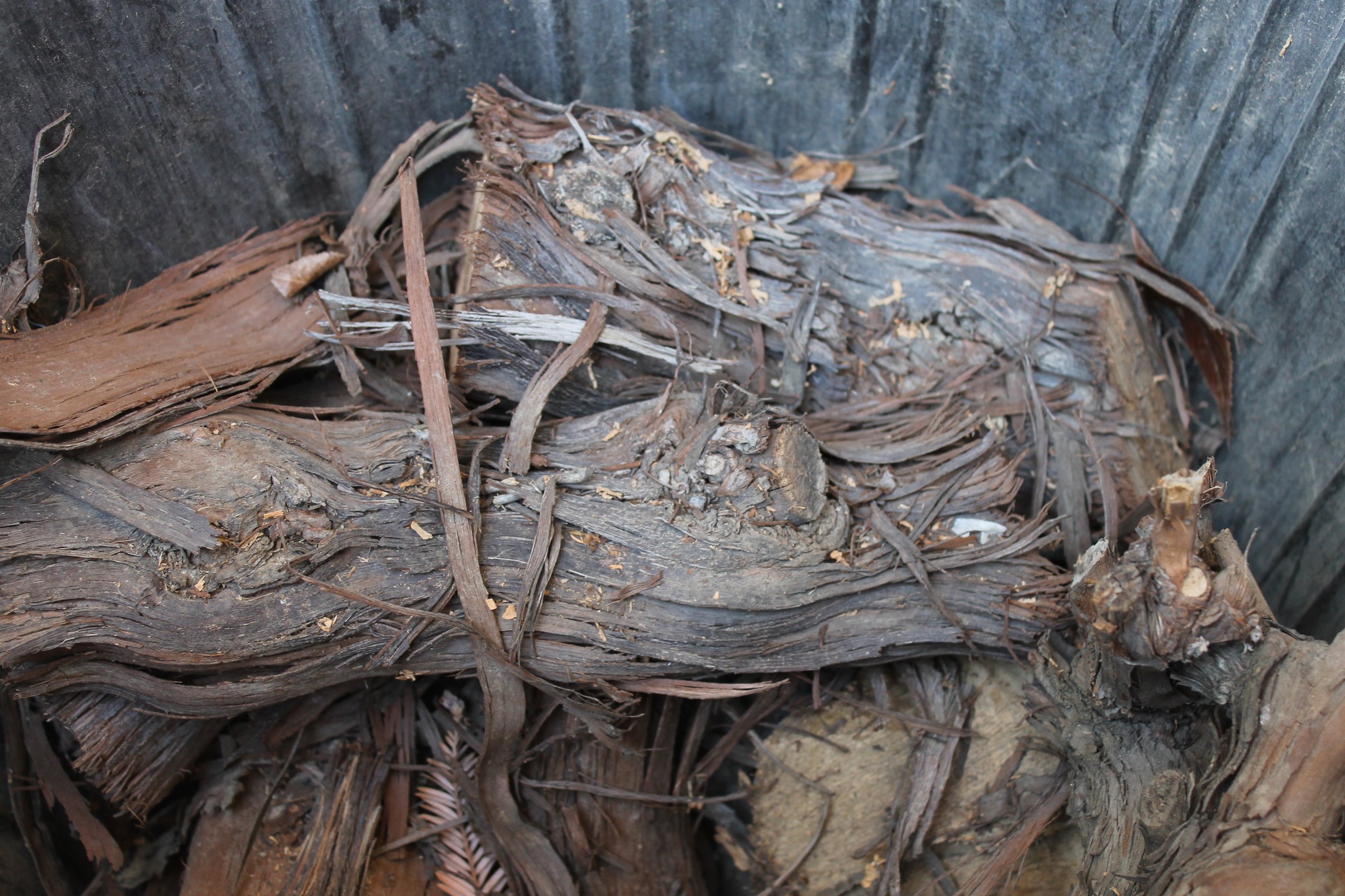 Grape vines for firewood