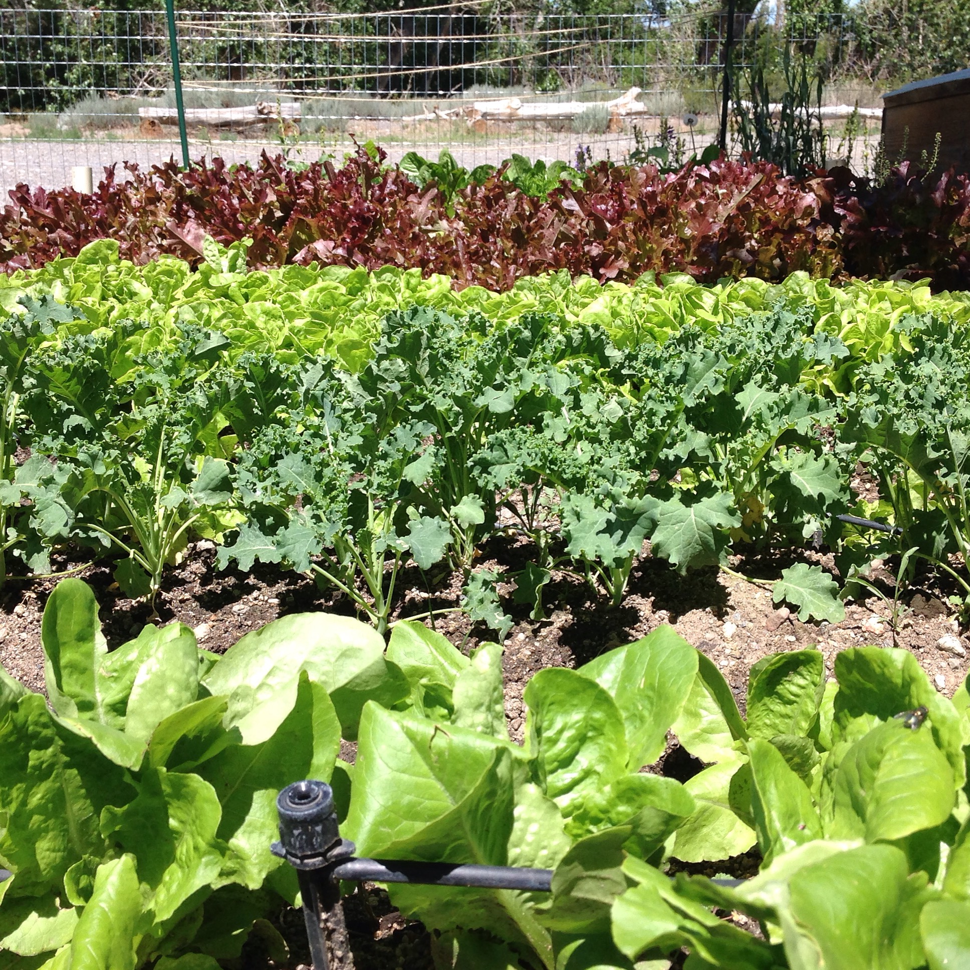 Meadway Farms Lettuce Garden
