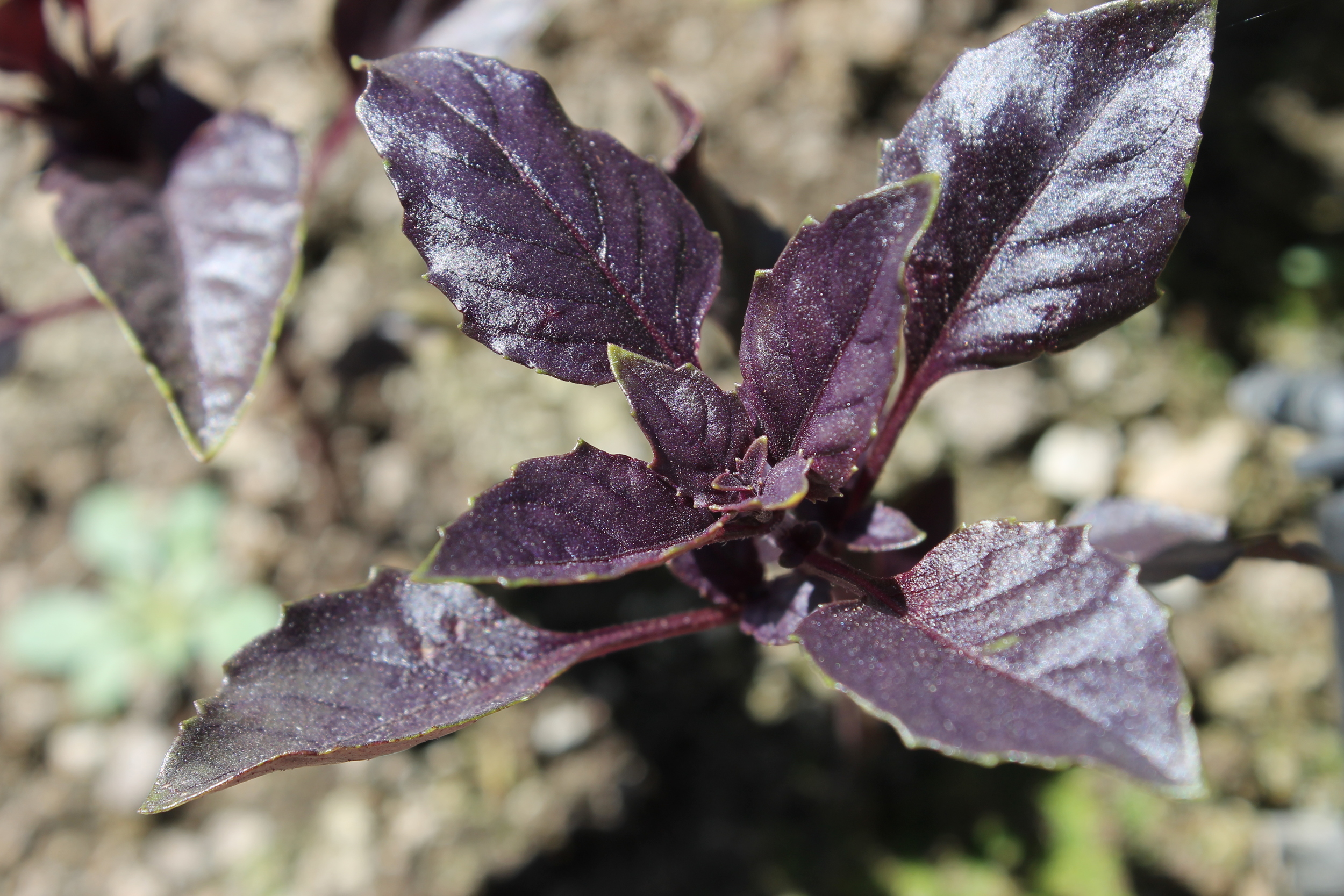 Meadway Farms Purple Basil