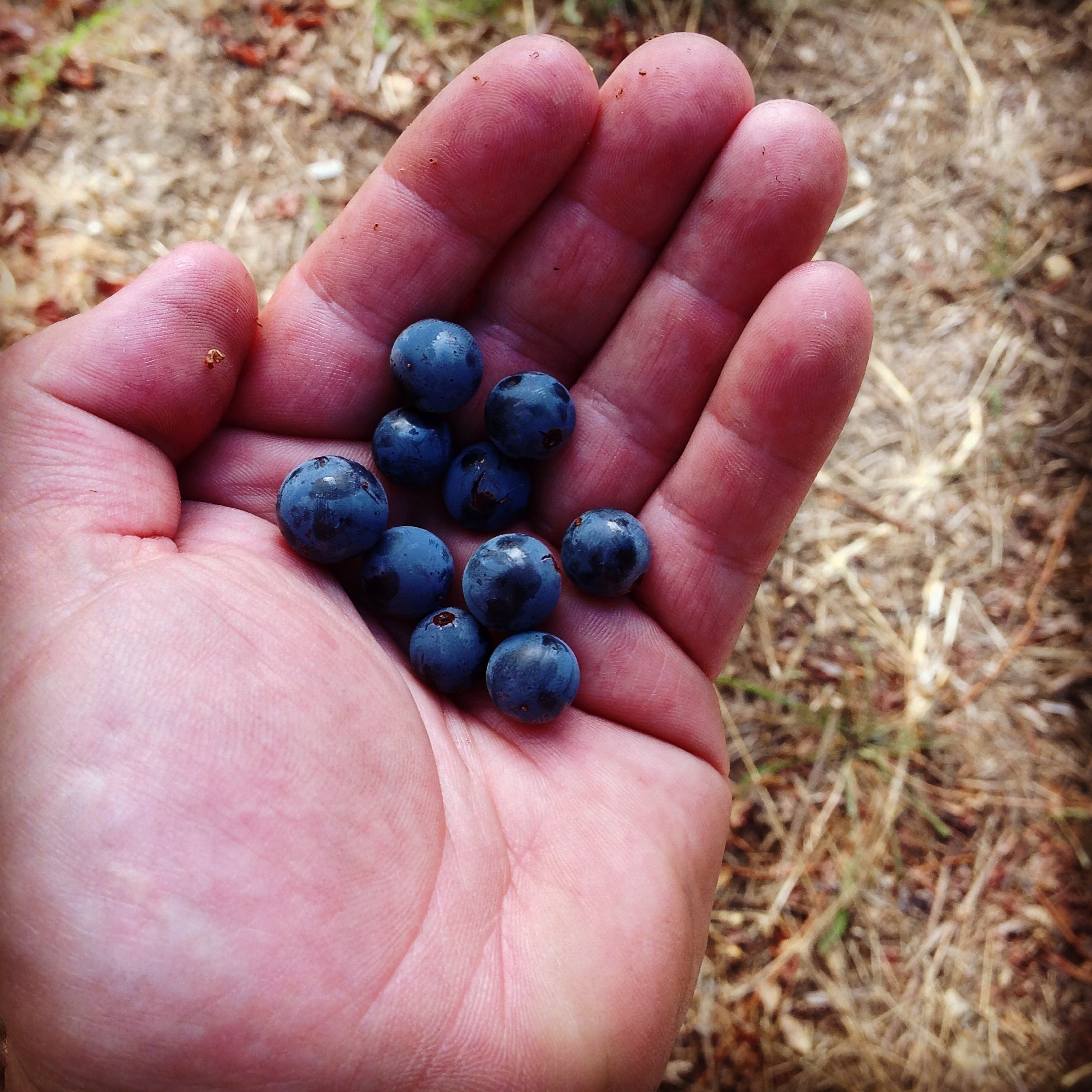 Blueberries or Cabernet?