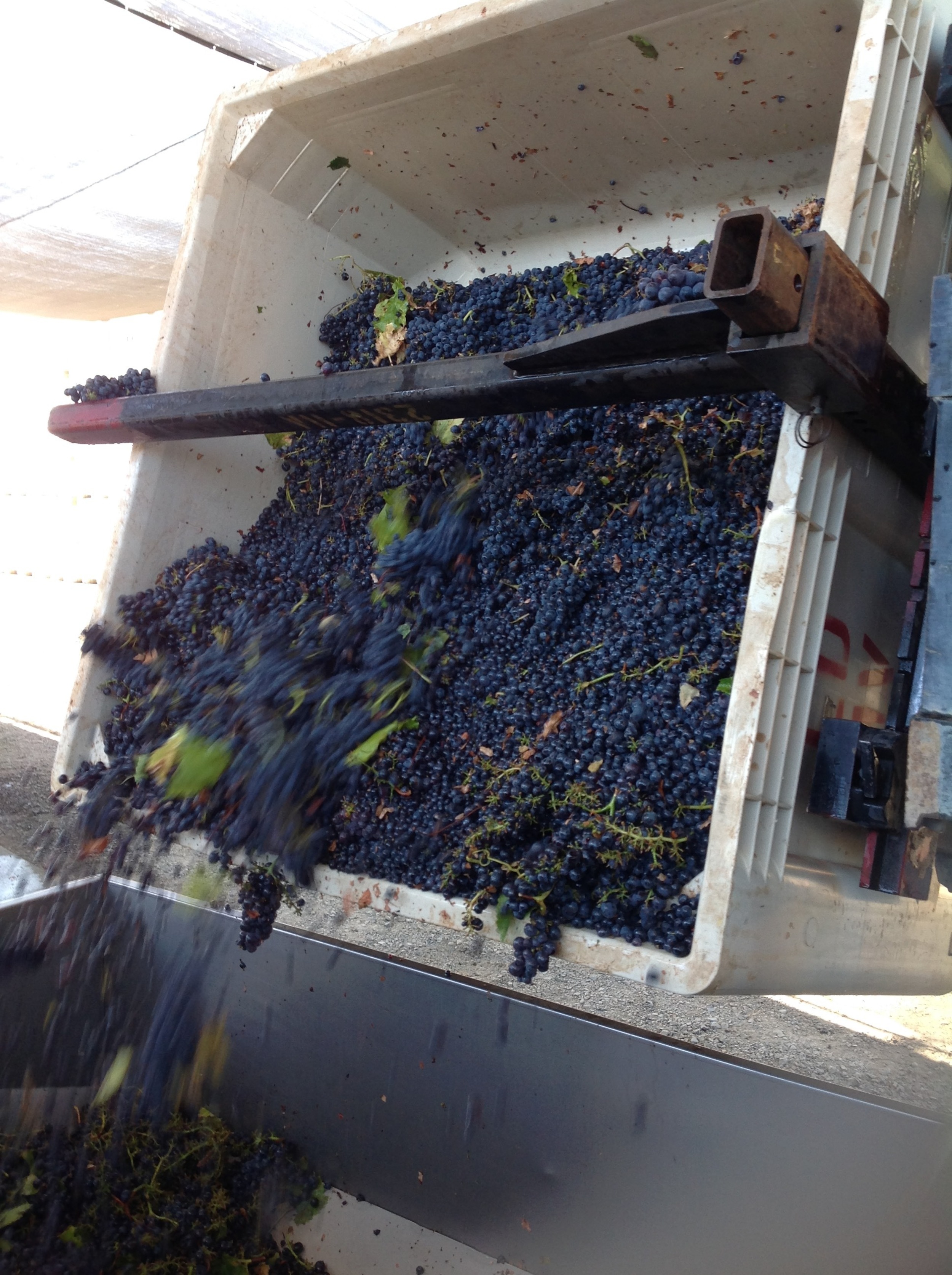 Dumping 1000 pounds of grapes