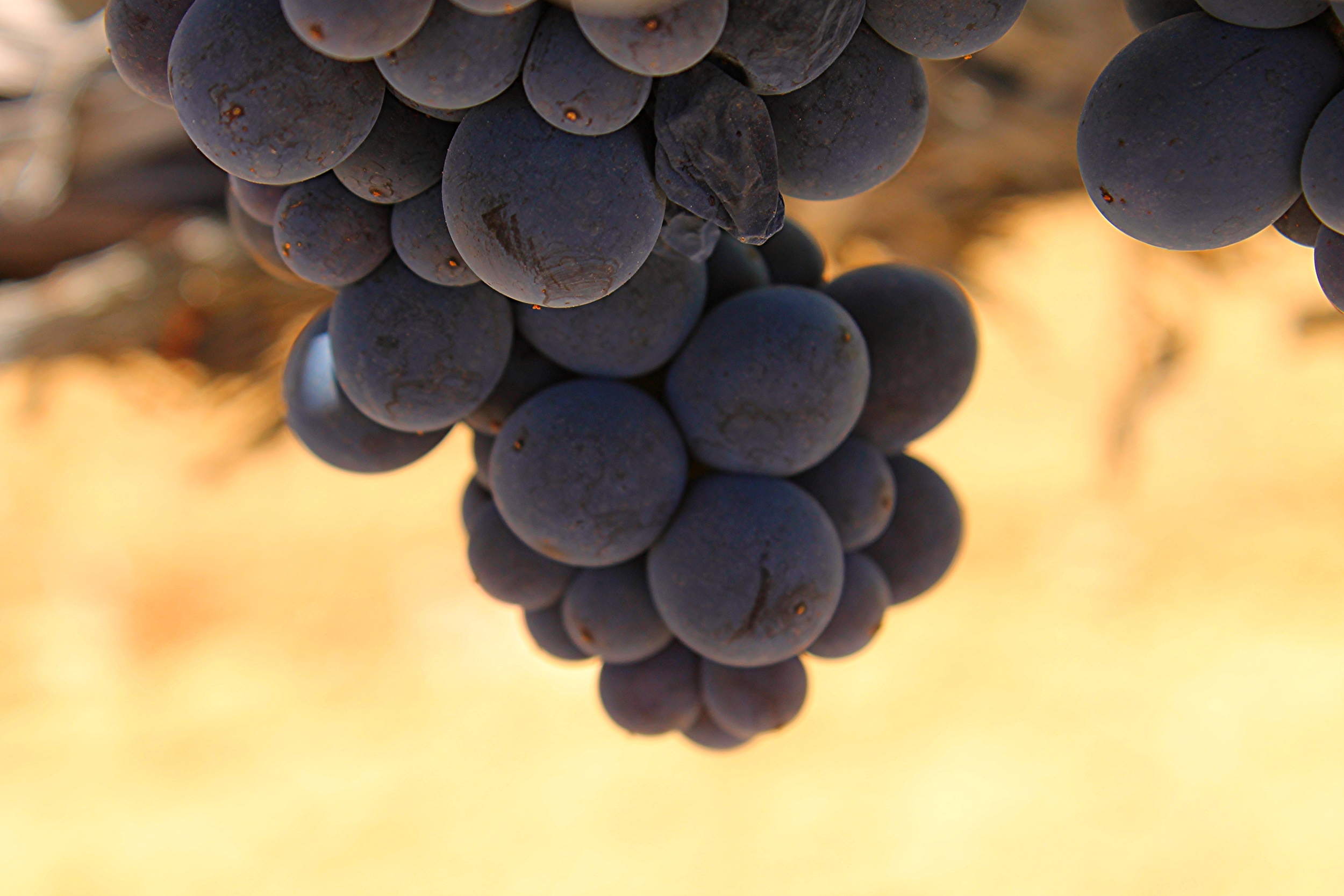 Sangiovese Grosso - Up Close