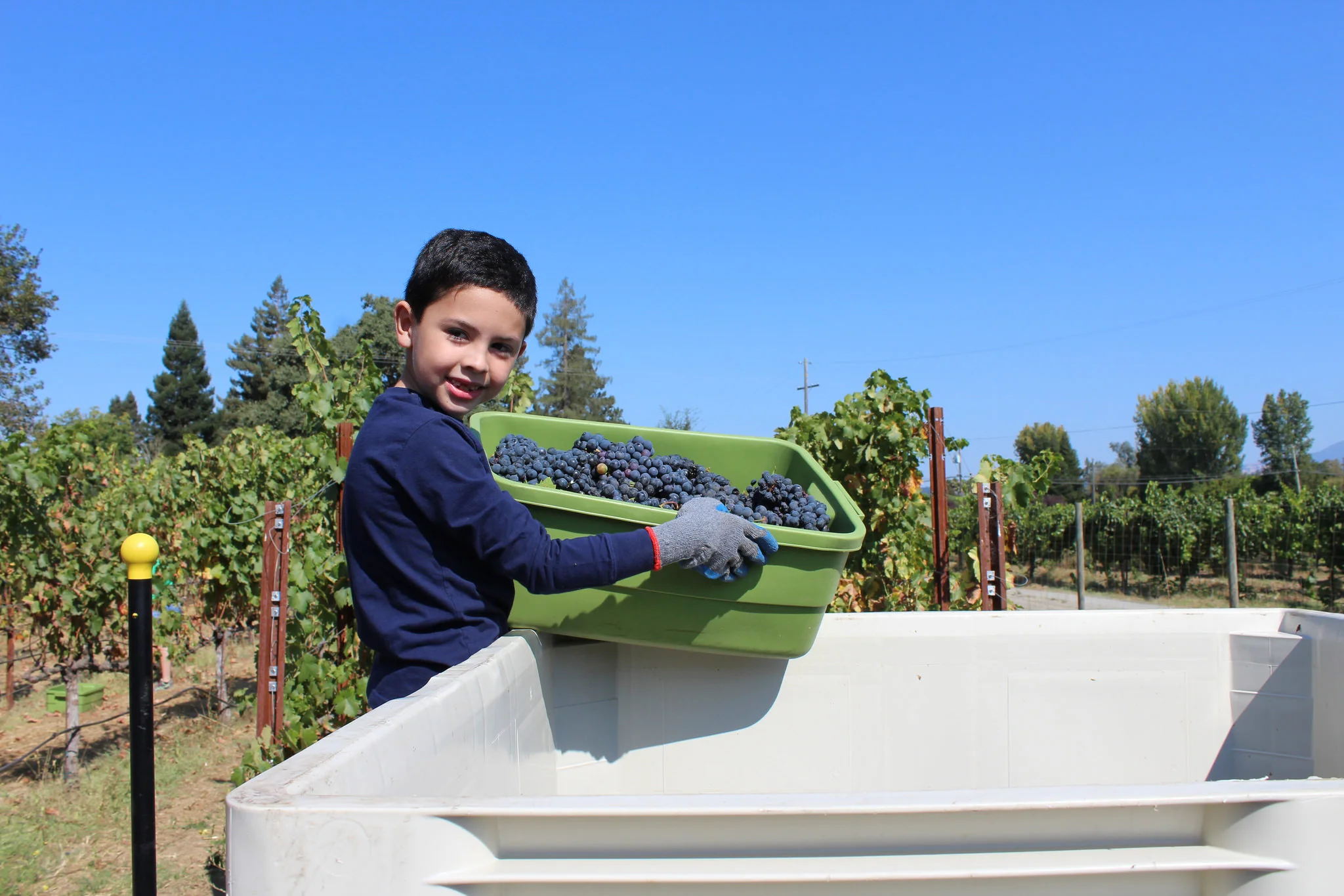 Coordinating the grape dumps