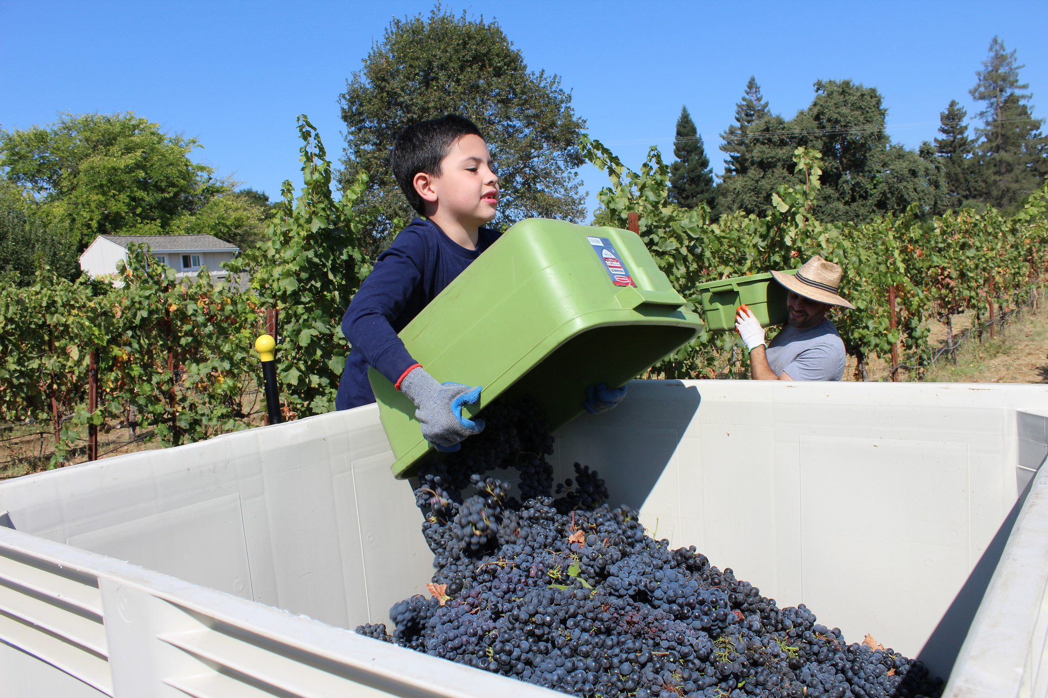 Another big haul of grapes