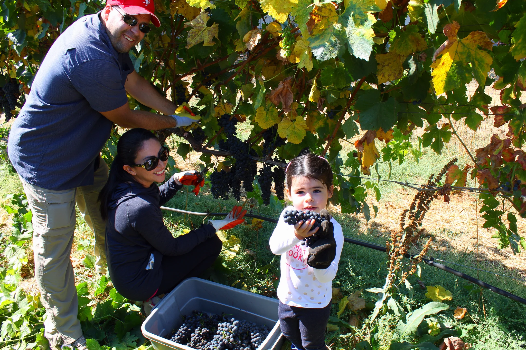 I picked these grapes!
