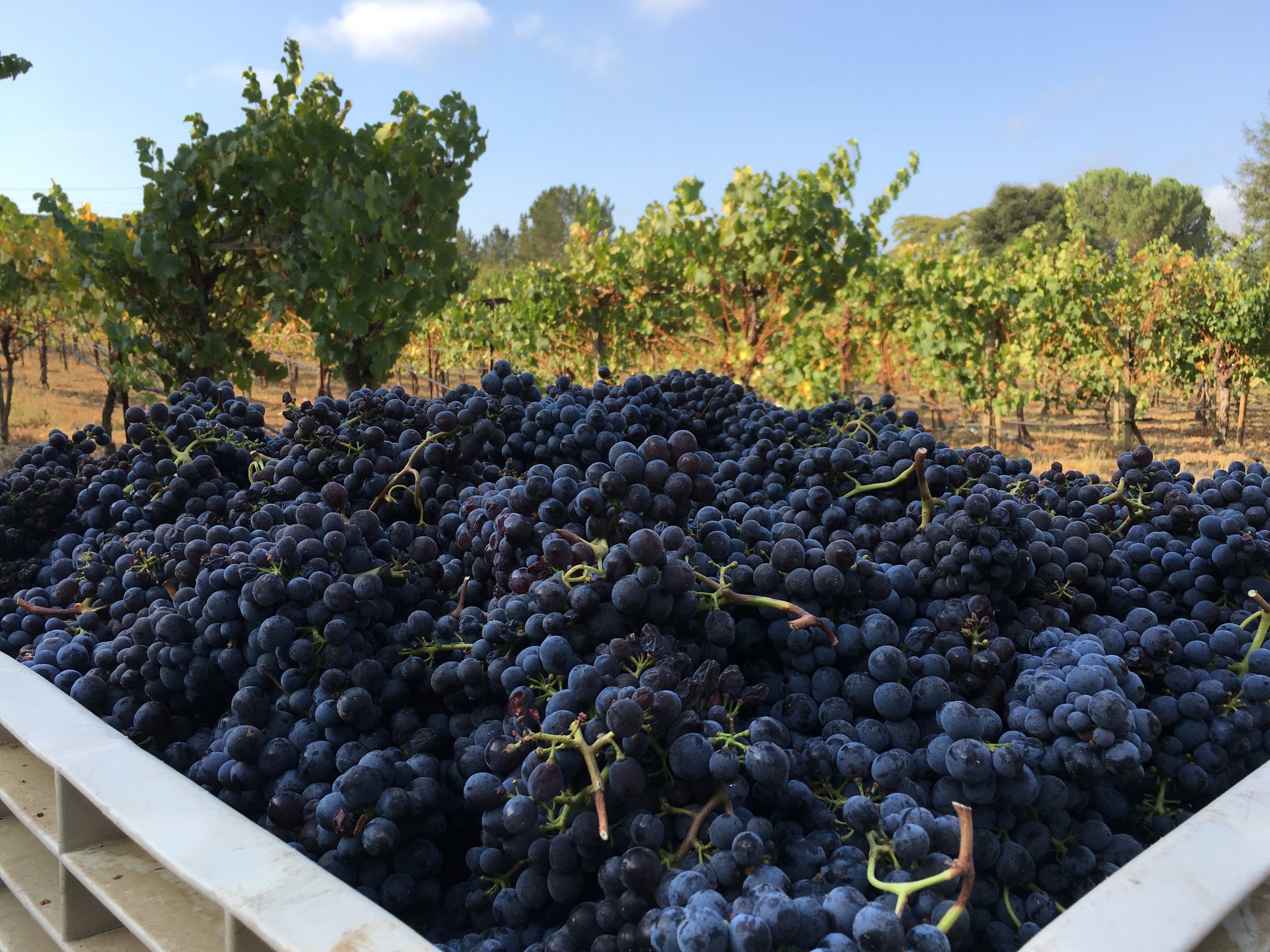 A full bin of Sangiovese