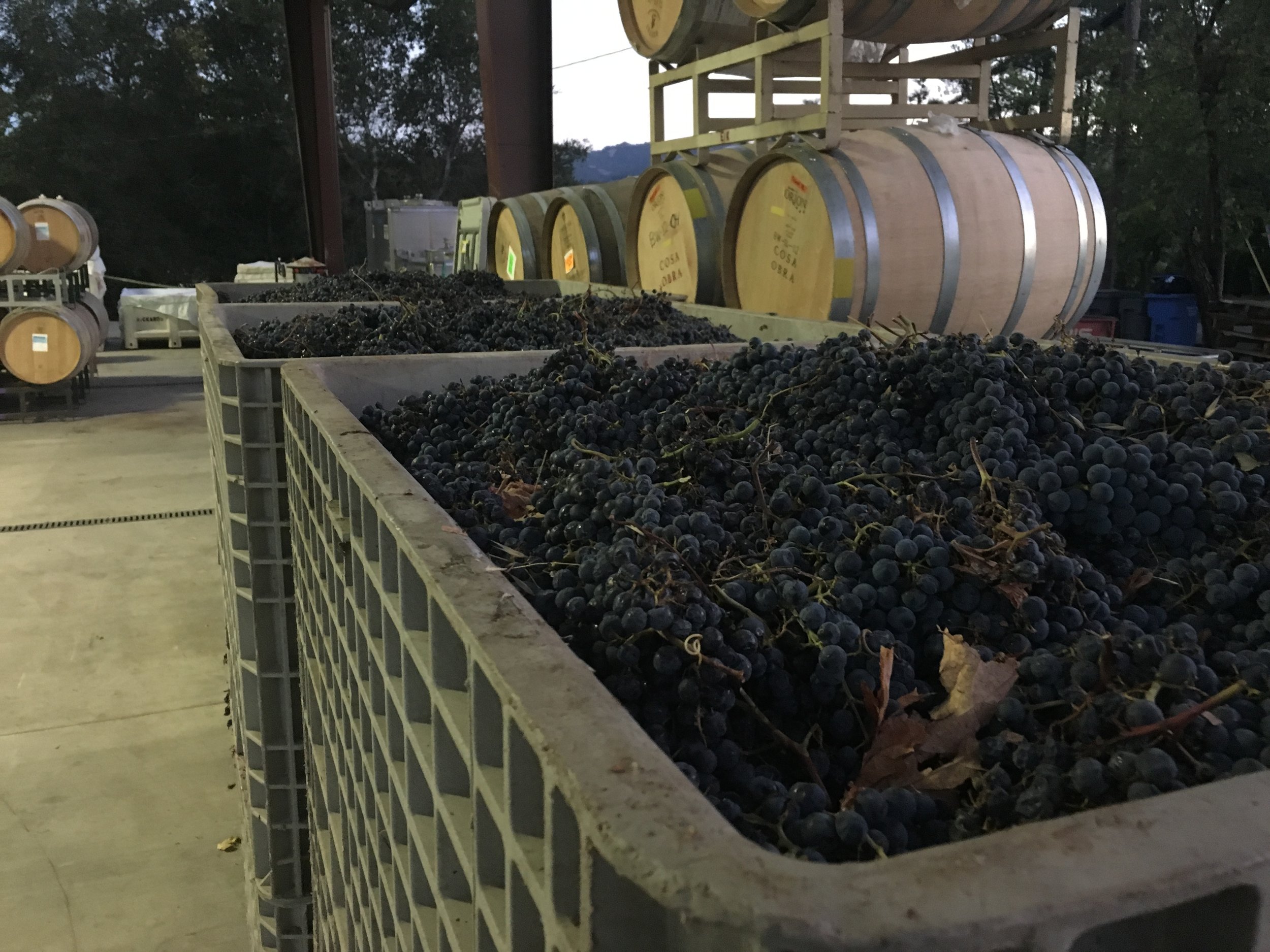 Night picked Cabernet Sauvignon