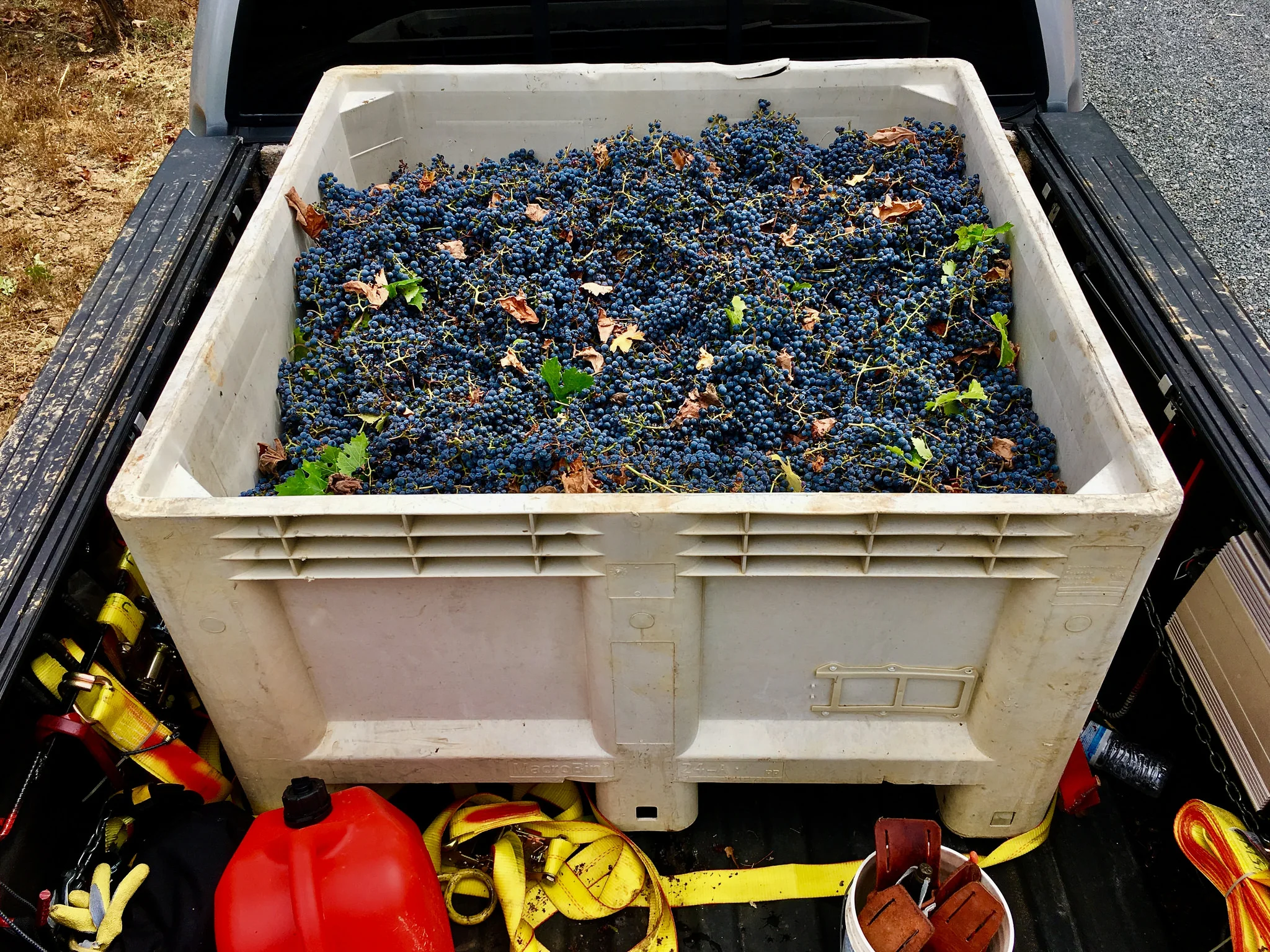 Lencioni Vineyard Dry Farmed Cabernet Sauvignon