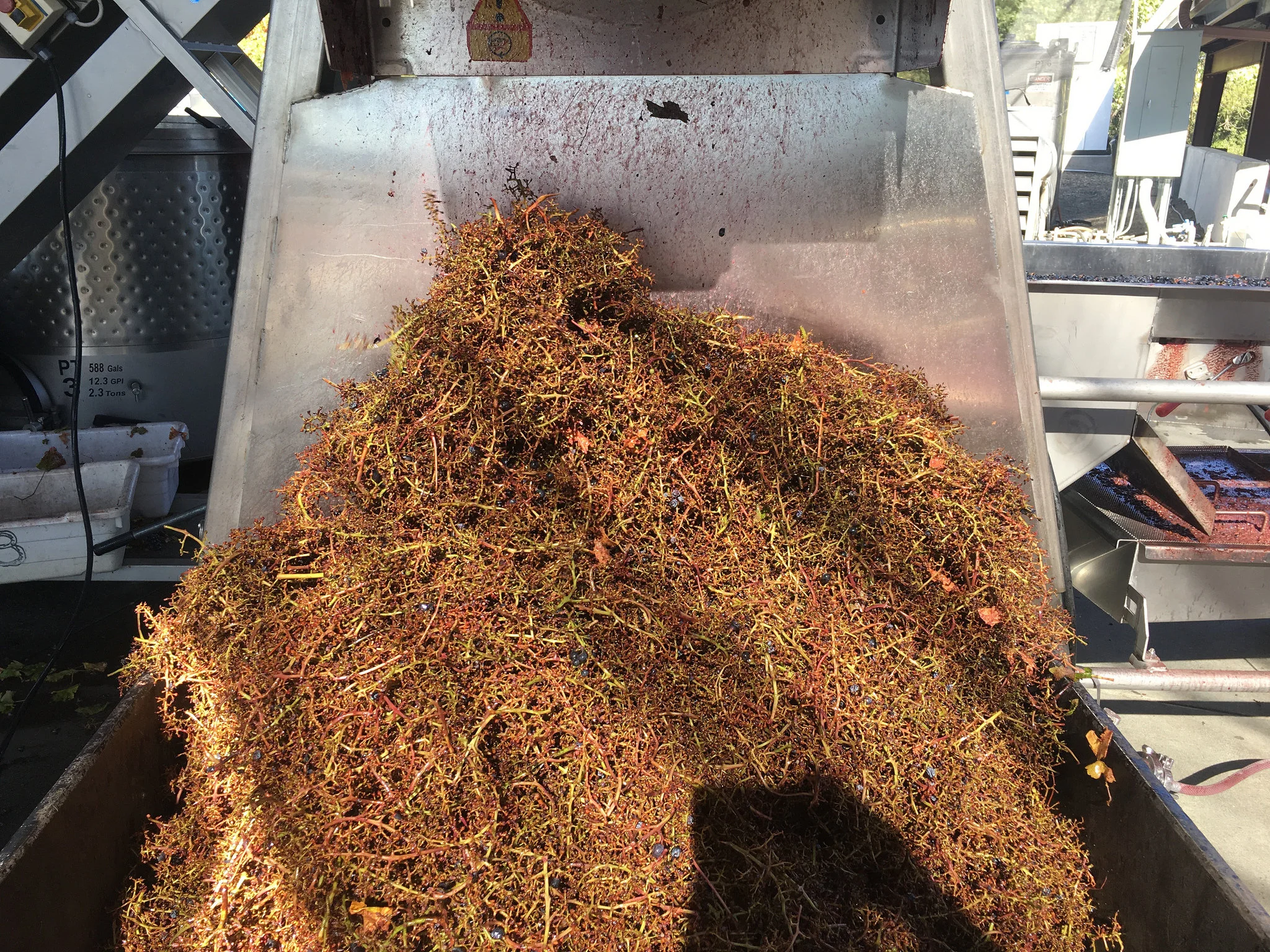 Compost and more compost of stems and bad berries