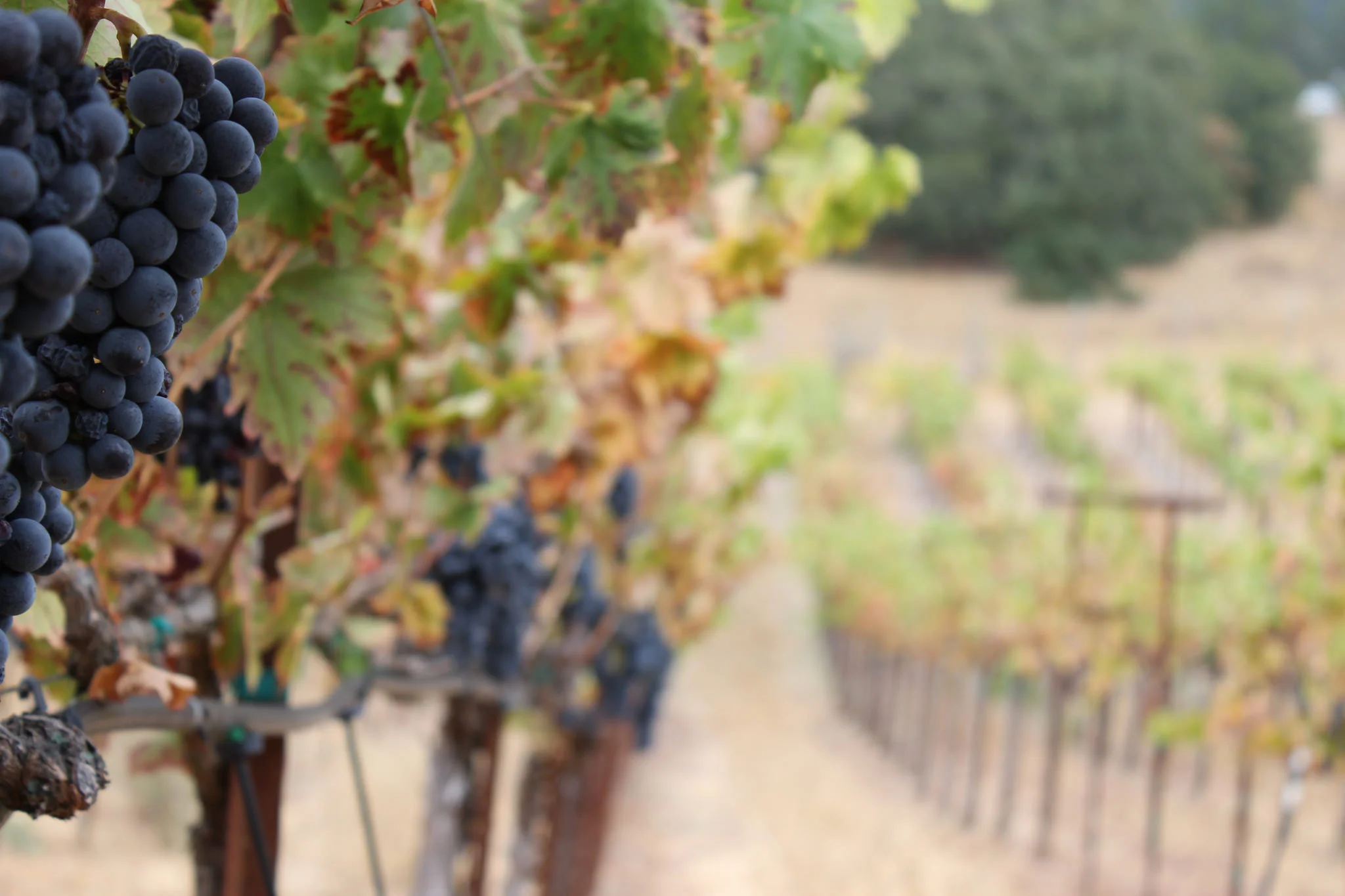 mastro_scheidt_zinfandel.jpg