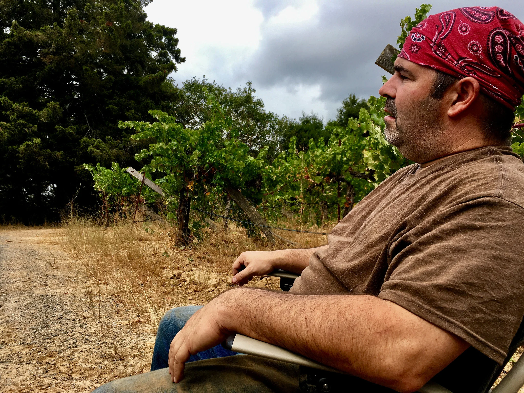 A brief break during Harvest 2017 of dry-farmed Cabernet Sauvignon in Dry Creek Valley