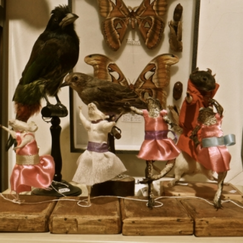  Le Charbon Taxidermie
