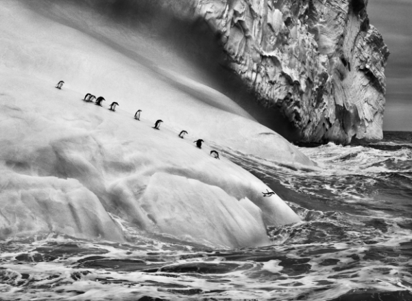 Chinstrap Penguins, South Sandwich Islands, 2009 by Sebastiao Salgado at Peter Fetterman Gallery 