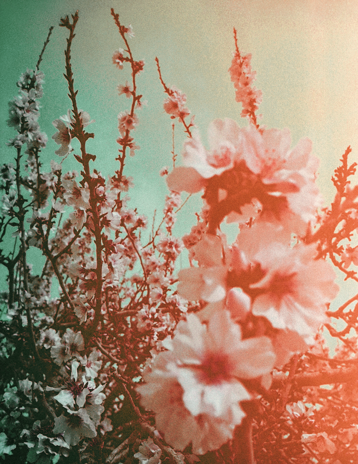 Almond Blossom