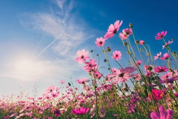 springflowers.jpg