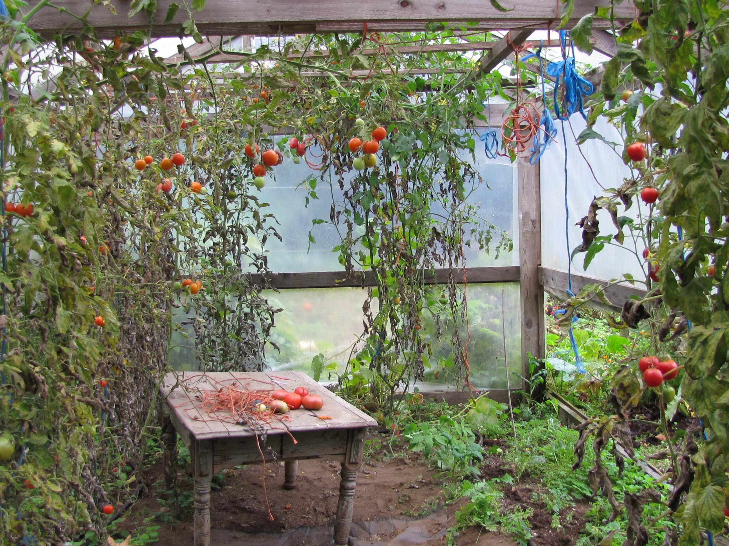 Farewell tomatoes!