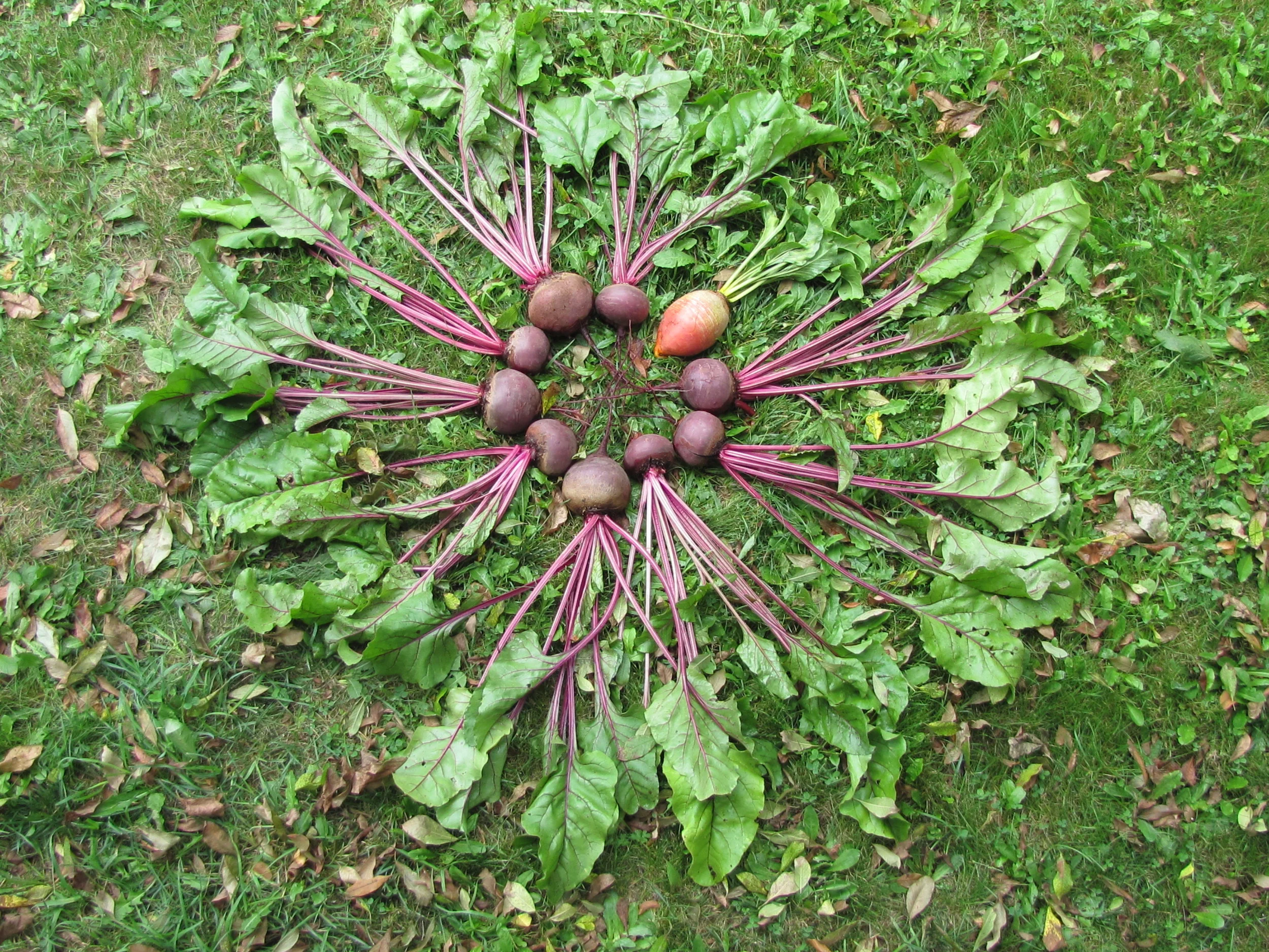 Beet flower