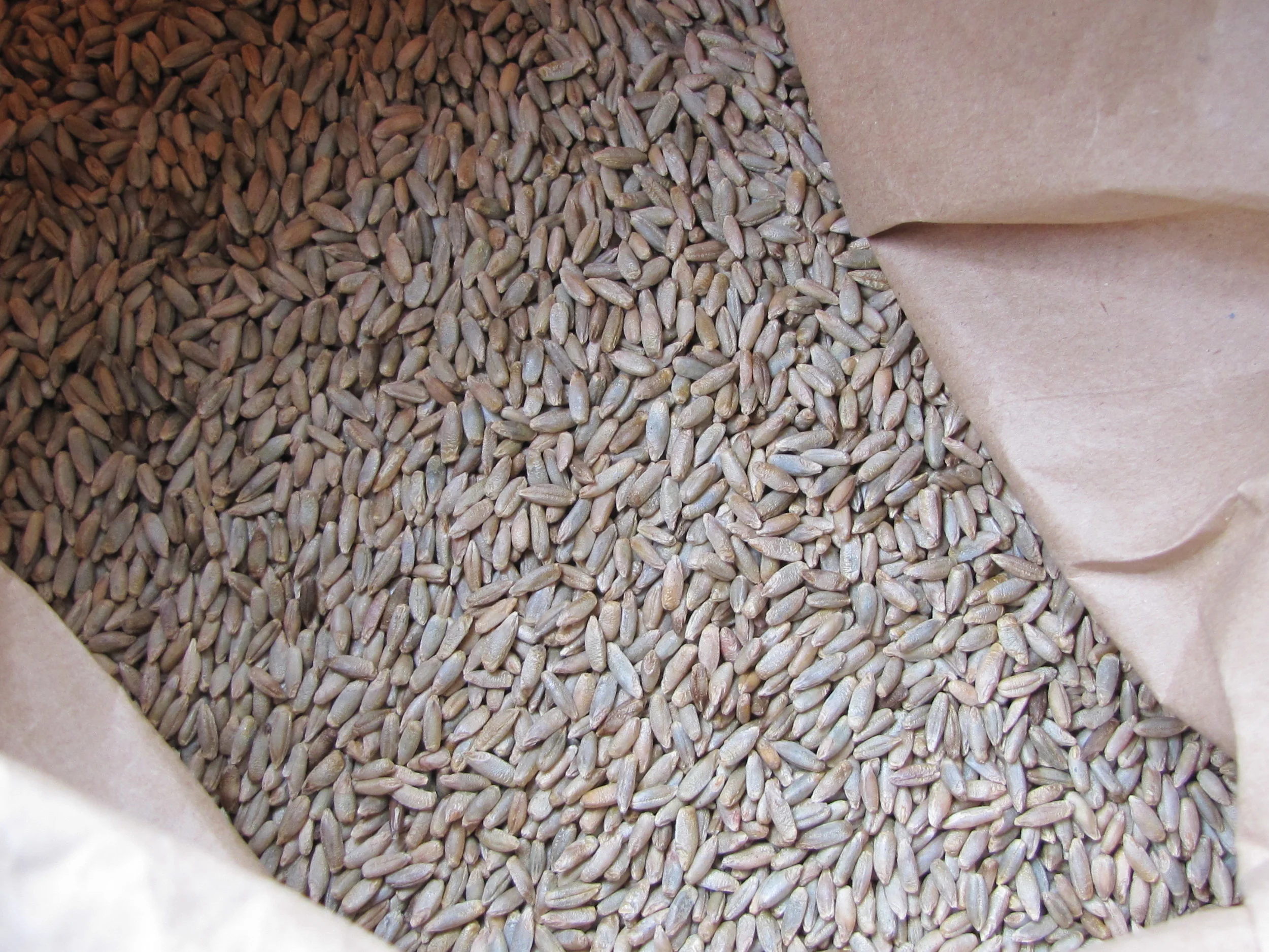 cereal rye
