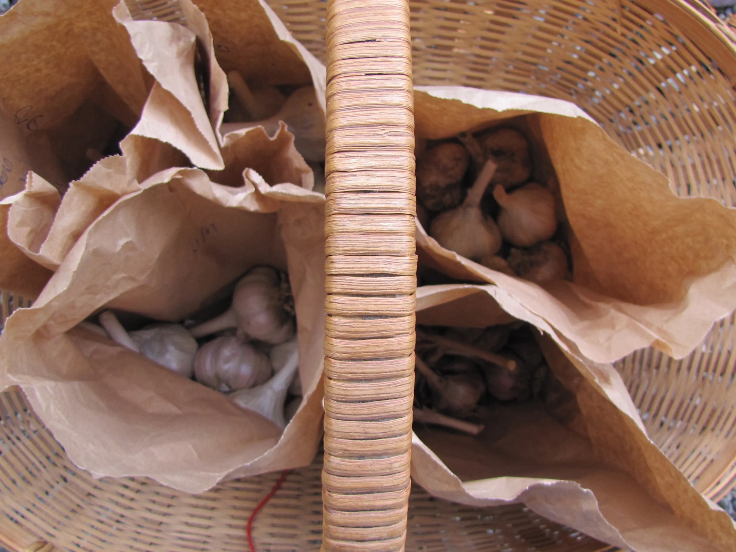 seed garlic selection