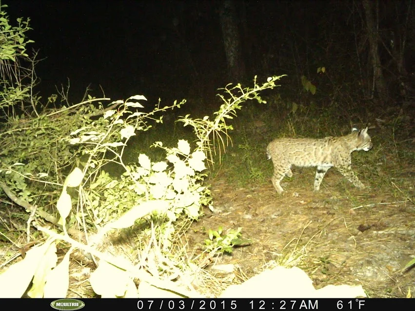 A bobcat captured with a motion-activated camera