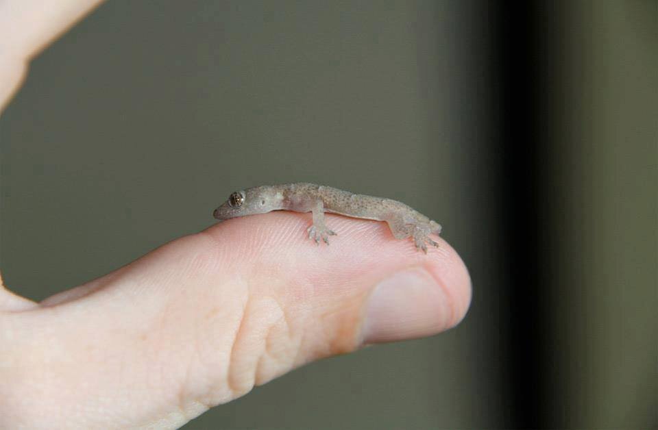 Детеныш ящерицы. Карликовый геккон (Sphaerodactylus ariasae). Виргинский круглопалый геккон. Карликовый геккон Вильямса. Маленькая ящерка.