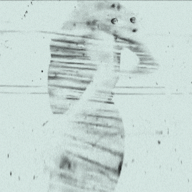 Tidal edits - Filipe Alcada.gif