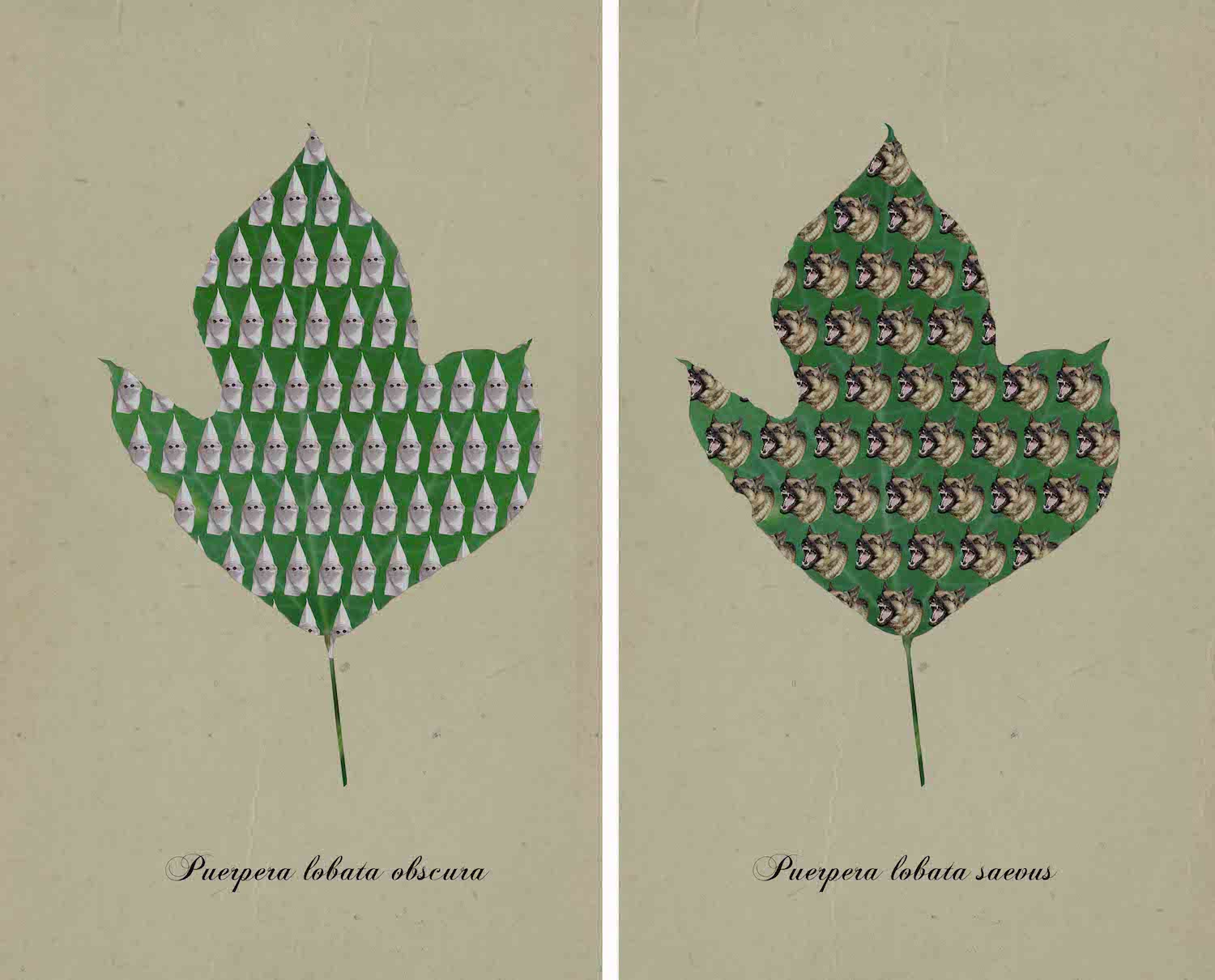 Kudzu Botanical Prints - Nell Gottlieb