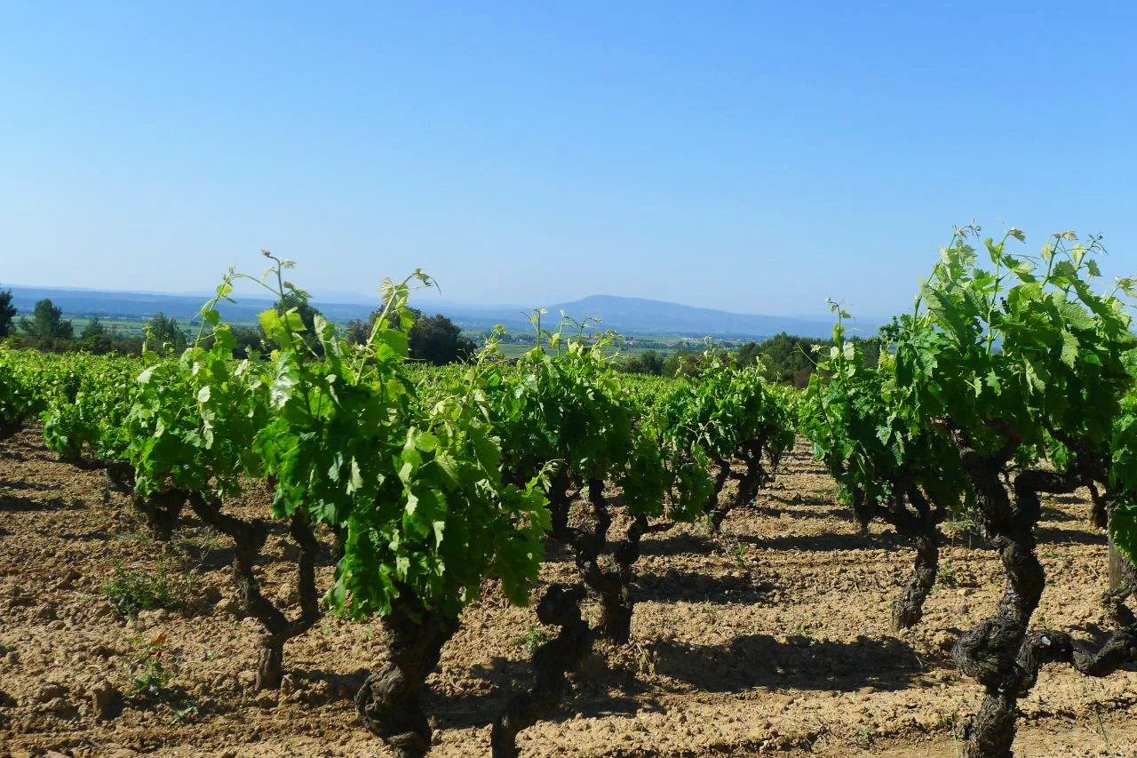 Courbissac-Minervois.jpg
