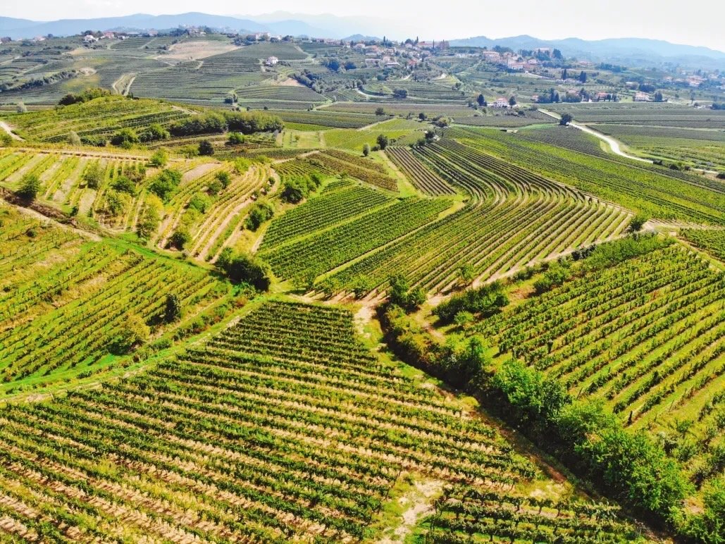 WINE DINNER | MOVIA WINES 🍷 Tuesday, June 10 at 7PM

We&rsquo;re honored to welcome Lan Kristančič, ninth-generation winemaker from Slovenia&rsquo;s legendary Movia estate, for an unforgettable evening of wine &amp; food.

Movia wines are bold, lege