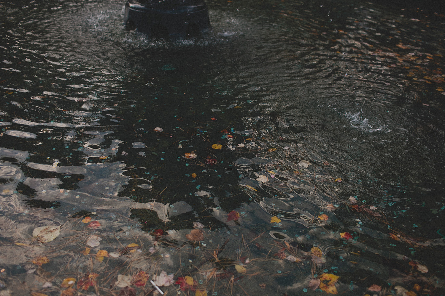 Botanical garden engagement photos_0010.jpg