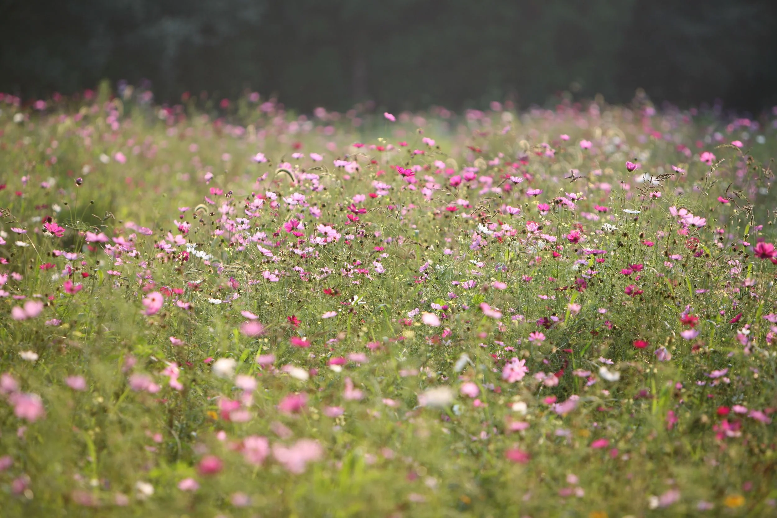This wild garden features a meadow of cosmos. What's not clear from this photo is that this field is bissected by mown pathways that allow visitors to wander in. Private residence, East Hampton, NY.