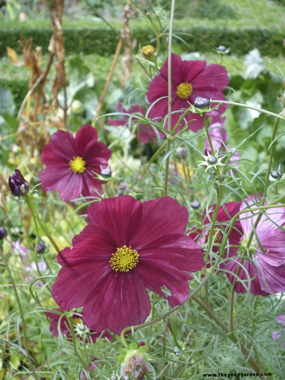 More than a pretty face